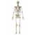 Skeleton Full Body