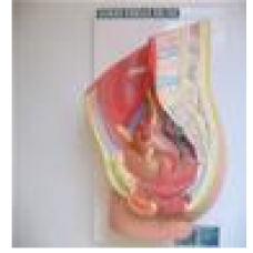  Pelvis - Female