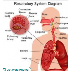 Respiratory System Diagram Respiratory System Diagram
