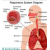 Respiratory System Diagram