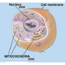 Human Cell Chart Human Cell Chart