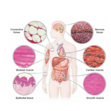 Human Body Tissue Chart