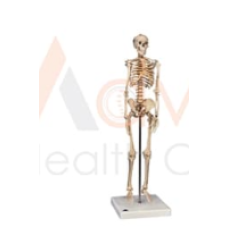 Human Skeleton Model