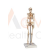 Human Skeleton Model