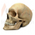 Human Skull Model
