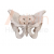 Human Adult Male Pelvis