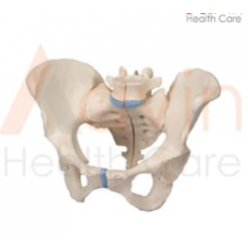  Human Adult Female Pelvis