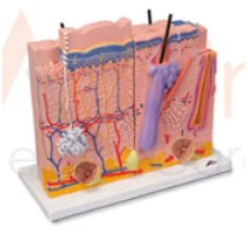Human Skin Model