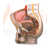 Human Male Pelvis Section