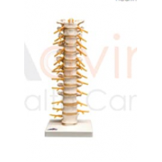 Human Thoracic Spinal Column Model