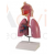 Human Respiratory System Model