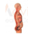 Sympathetic Nervous System Model