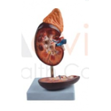 Human Kidney Model