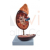 Human Kidney Model