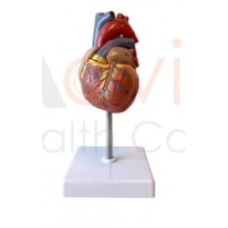 Human Heart Model