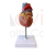 Human Heart Model
