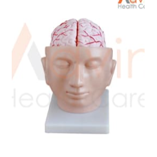 Human Brain With Arteries On Head Model