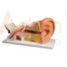 Human Ear Model