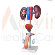 Human Male Urogenital System Model