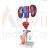 Human Male Urogenital System Model