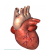 Heart Anatomical Model