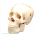 Human Skull Model