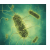 Bacterial Genomes