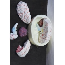 Model Of Brain