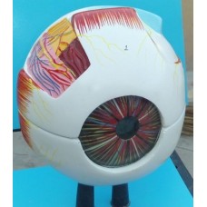 Model Of Eye