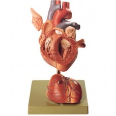 Heart Models