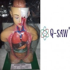 Human Torso Model