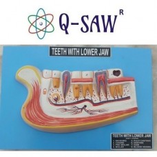 Model Of Teeth