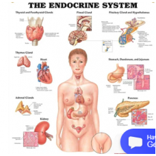 Endocrinology Chart