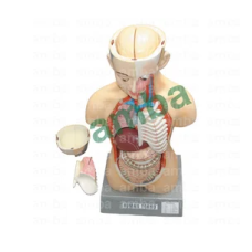 Human Torso With Head