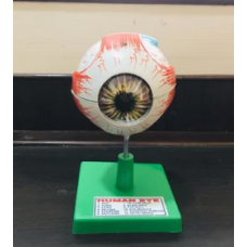 Eye Model