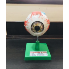 Human Eye Model