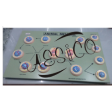Mitosis Cell Model
