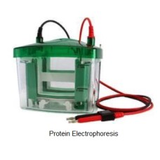 Protein Electrophoresis