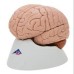 3B Scientific Brain Model
