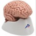 3B Scientific Brain Model