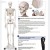 BMI Human Skeleton Germany