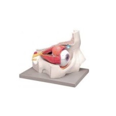 Eye With Orbit Model
