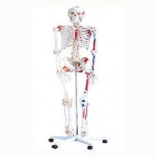 Human Skeleton Pelvic Model