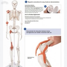 Human Skeleton With Muscles And Ligaments