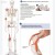 Human Skeleton With Muscles And Ligaments