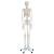 Pelvic Skeleton Model
