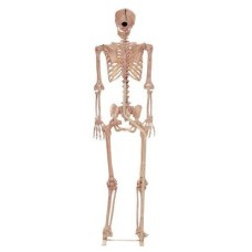 Skeleton Model
