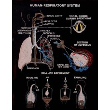 Bio Visual Charts : Human Respiratory System