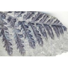 Botany Fossil Specimen