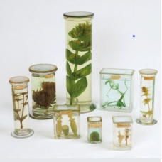 Botany Museum Specimens In Jar